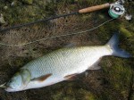 Bucov 2.8kg mix web.jpg